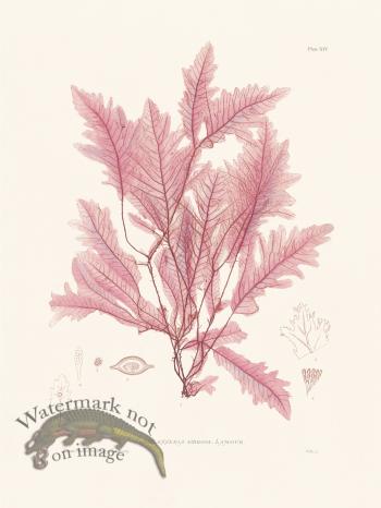 Bradbury Seaweed 014